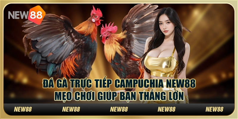 Đá gà trực tiếp Campuchia New88: Mẹo chơi giúp bạn thắng lớn