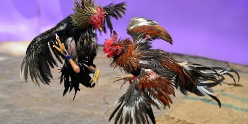 Tổng hợp các hình thức cược trong đá gà