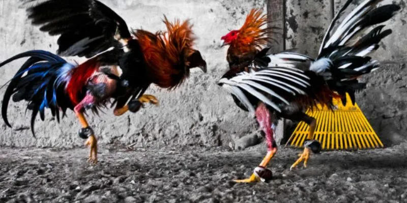 Khám phá cách soi kèo đá gà từ những cao thủ lâu năm