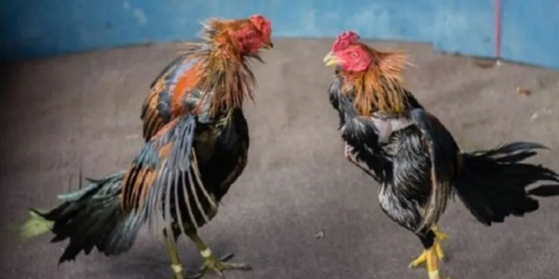 Những sai lầm phổ biến khi soi kèo đá gà