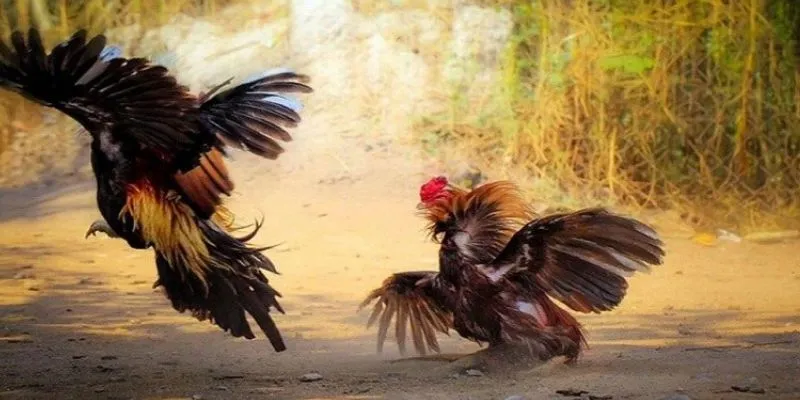 Tìm hiểu đá gà cựa dao là gì?