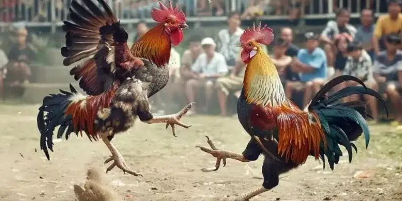 Cách chọn chiến kê từ các cao thủ đá gà cựa dao