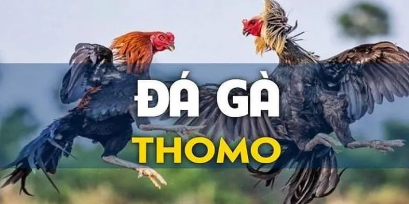 Tổng hợp một vài thông tin cơ bản về đá gà cựa sắt Thomo