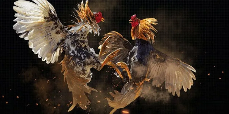 Tổng hợp các loại cược phổ biến trong đá gà cựa sắt Thomo