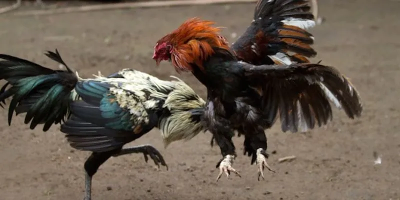 Tìm hiểu về cá cược đá gà trực tiếp C1