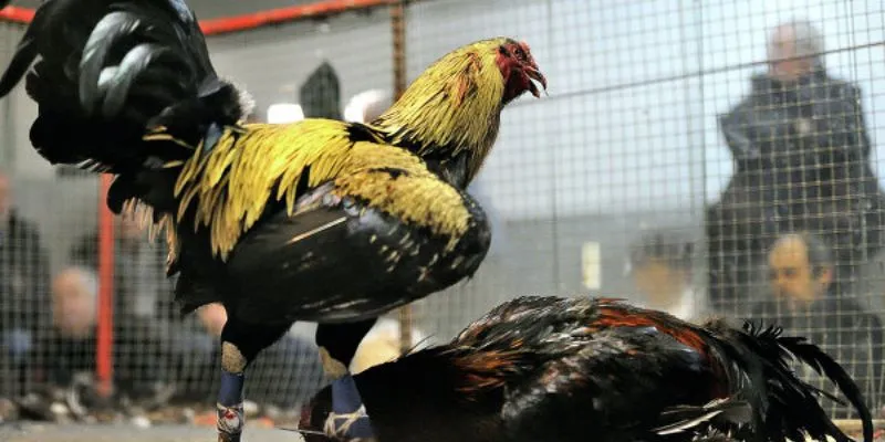 Tổng hợp các loại kèo cược được ưa chuộng trong đá gà trực tiếp C1