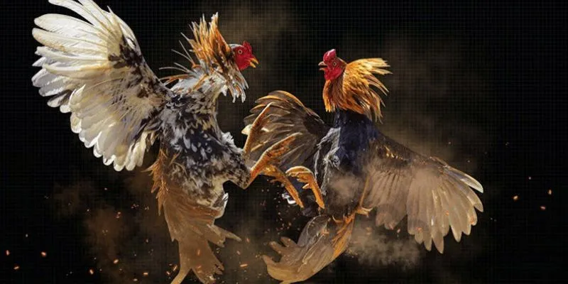 Khám phá kinh nghiệm đặt cược đá gà thắng đậm