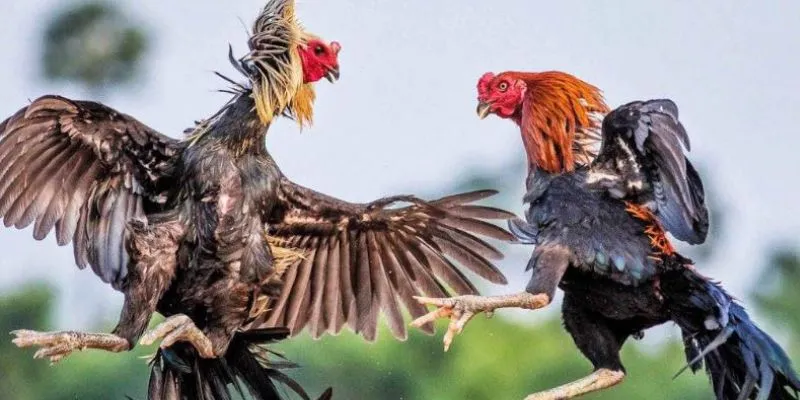 Khám phá mẹo cá cược đá gà trực tiếp Campuchia hiệu quả