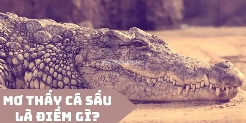 Tổng hợp những điềm báo cần giải mã khi nằm mơ thấy cá sấu