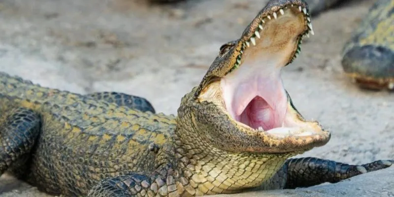 Ý nghĩa khi nằm mơ thấy cá sấu đang săn mồi