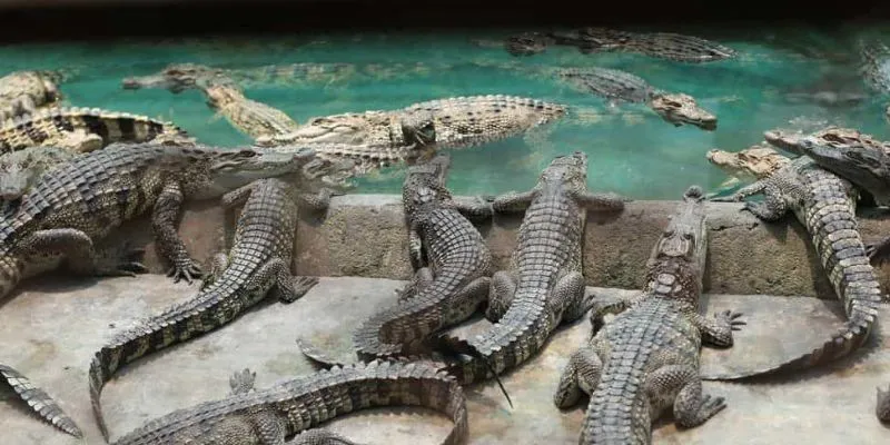 Nằm mơ thấy cá sấu đánh lô đề gì?