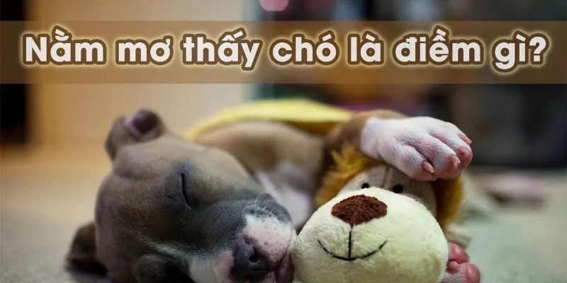 Khám phá ý nghĩa của những tình huống phổ biến khi nằm mơ thấy chó