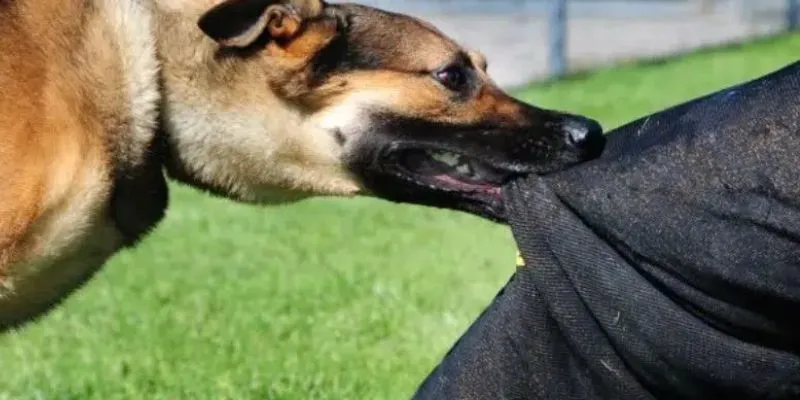 Tổng hợp những con số nên đánh khi chiêm bao về chó