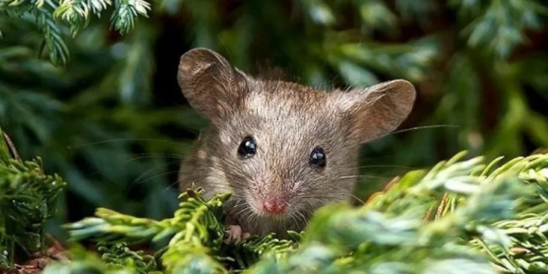 Tổng hợp các trường hợp cụ thể về nằm mơ thấy chuột