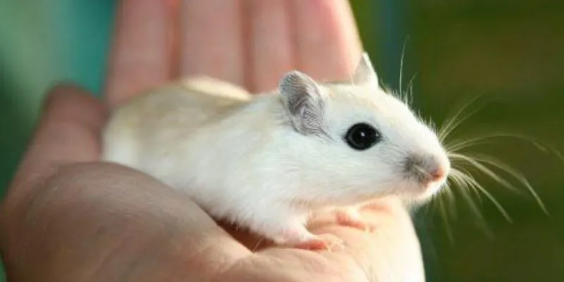 Ý nghĩa khi nằm mơ thấy chuột lớn