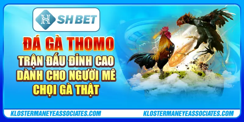 Đá gà thomo – trận đấu đỉnh cao dành cho người mê chọi gà thật