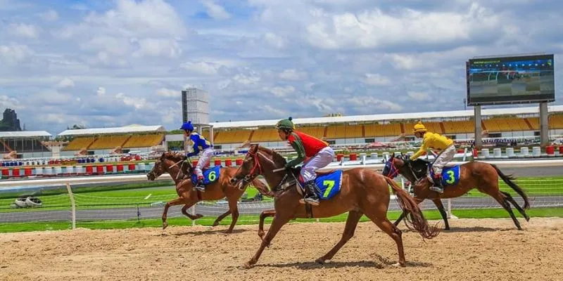 Tổng quan cơ bản về cá cược đua ngựa 