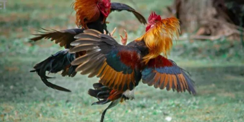 Thomo là đấu trường mang tầm vóc quốc tế trong giới chọi gà.