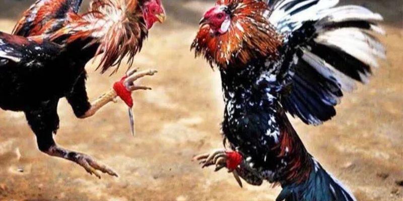 Phân tích chiến kê là bước đầu tiên để tối ưu hóa cơ hội thắng cược.