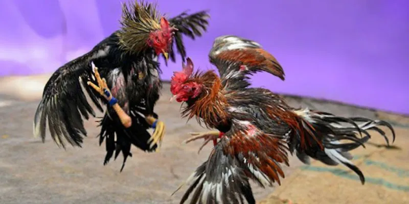 Tổng hợp về cá cược đá gà trên mạng tại New88