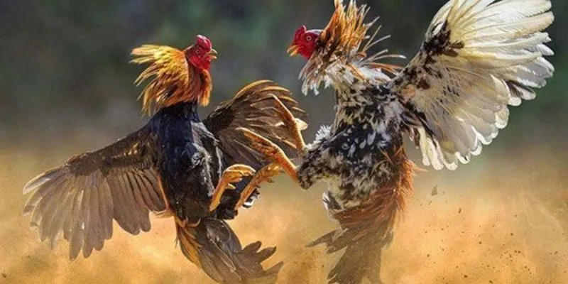 Khám phá website đá gà trực tiếp trên mạng New88