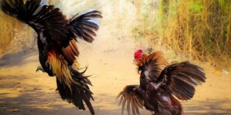 Hướng dẫn cách đặt cược đá gà trực tiếp trên mạng 