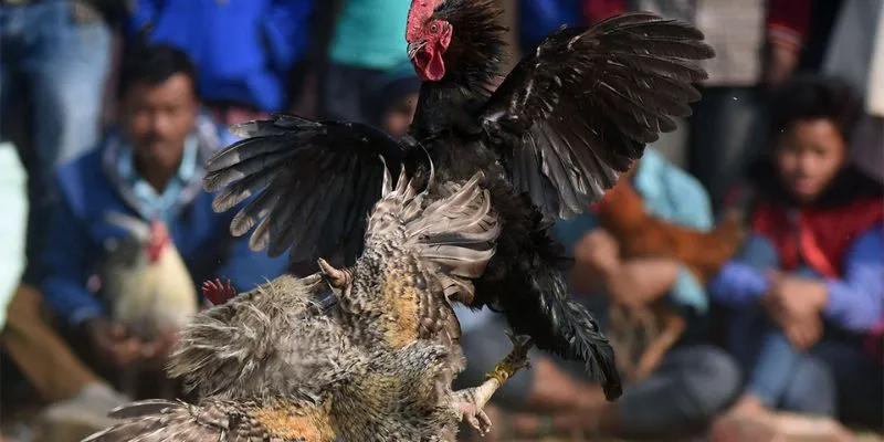 Một số thông tin về trực tiếp đá gà C1 tại New88