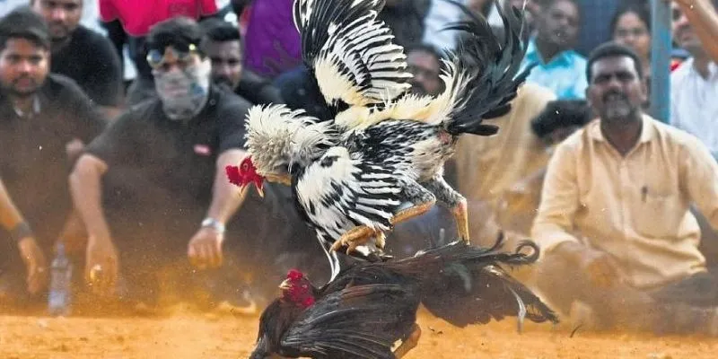 Khám phá luật lệ cá cược trực tiếp đá gà