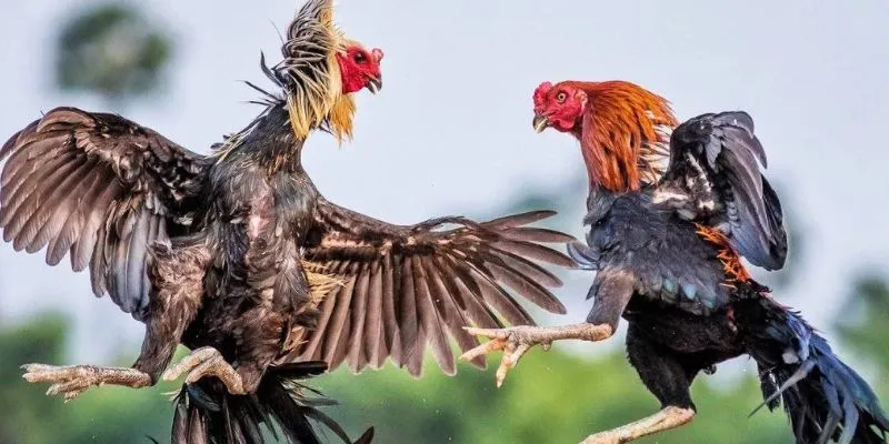 Vài nét về cá cược đá gà Asil tại New88