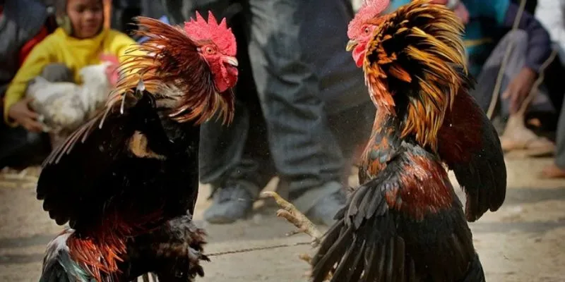 Điểm danh các loại cược trong đá gà Asil