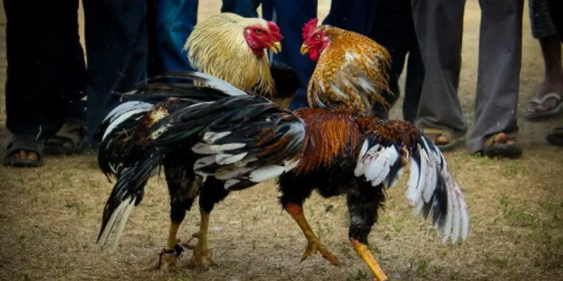 Mẹo cá cược đá gà Asil hiệu quả