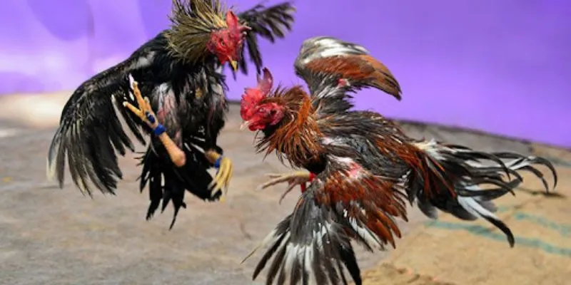 Sơ lược về cá cược gà chọi cựa dao tại New88
