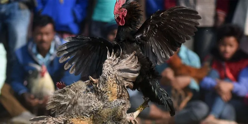 Khám phá các kèo cược gà chọi cựa dao phổ biến