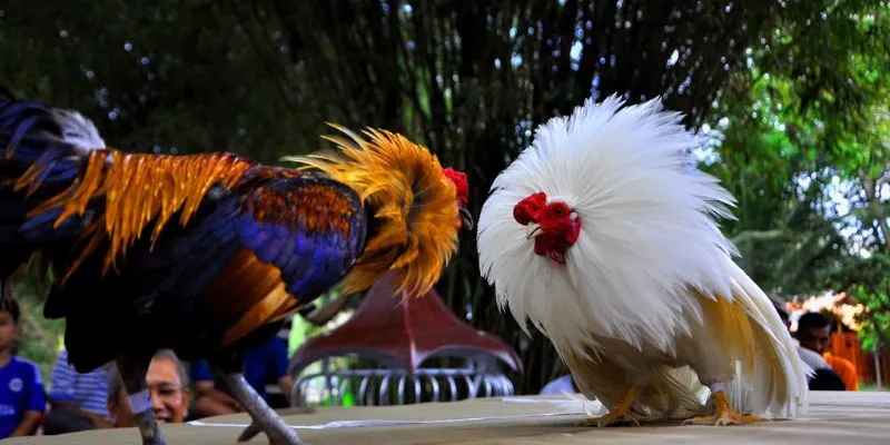 Giải đáp định nghĩa của hình thức cá cược đá gà thomo hôm nay 2025