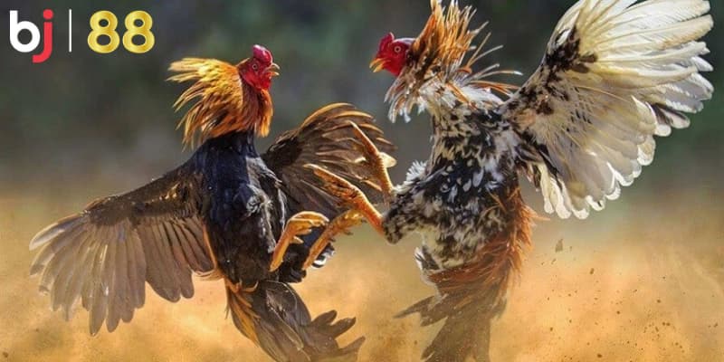 Giống gà mỹ - tinh thần chiến đấu cao dễ thắng hơn