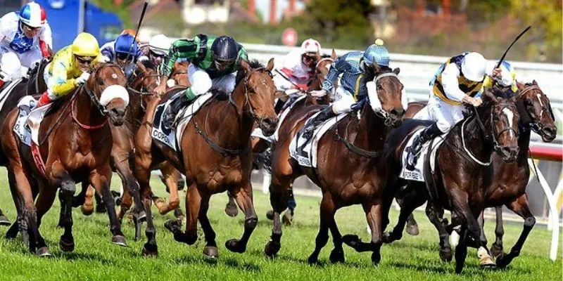 Tìm hiểu cách đọc bảng tỷ lệ cược đua ngựa