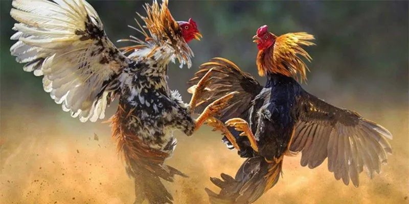 Những điểm đáng lưu ý đến khi cá cược đá gà thomo ngay trong nay