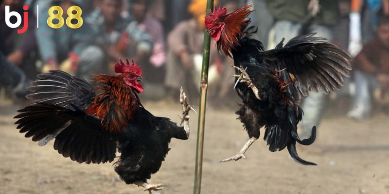 Những lưu ý khi cược thủ tham gia đá gà BJ88