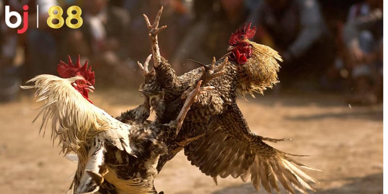 Tổng hợp những chú gà có thể tham gia đá gà tại BJ88