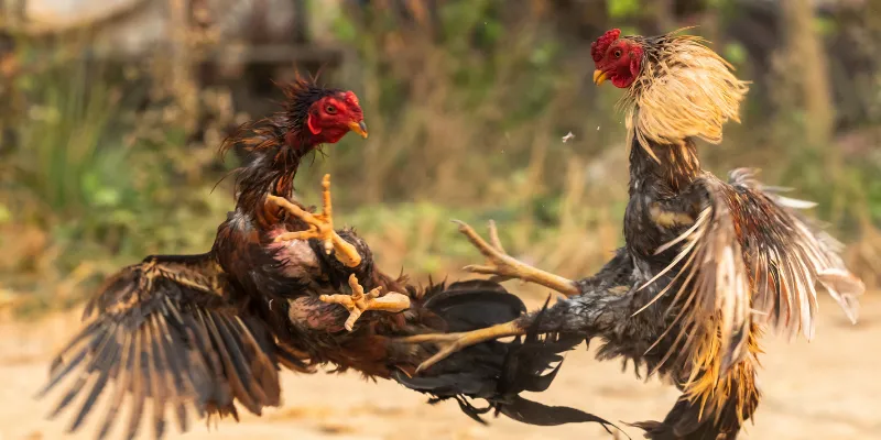 Điểm đặc biệt của đá gà trực tiếp