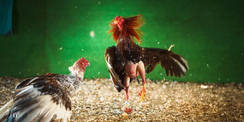 Cách xem và cược đá gà trực tiếp