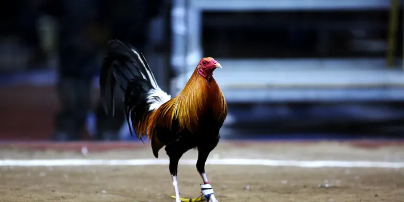 Nhiều trận đá gà hấp dẫn không thể bỏ lỡ