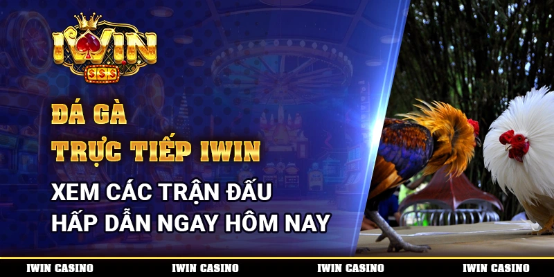 Đá Gà Trực Tiếp IWIN, Xem Các Trận Đấu Hấp Dẫn Ngay Hôm Nay