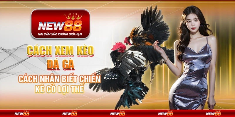 Cách xem kèo đá gà - Cách nhận biết chiến kê có lợi thế
