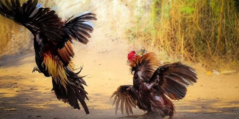 Tìm hiểu chi tiết cách xem kèo đá gà