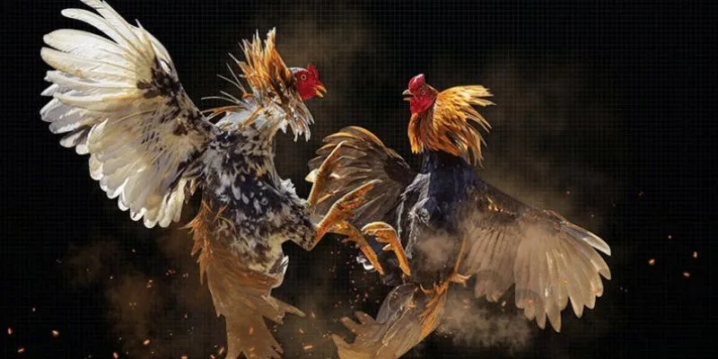 Tìm hiểu mẹo xem kèo đá gà từ chuyên gia