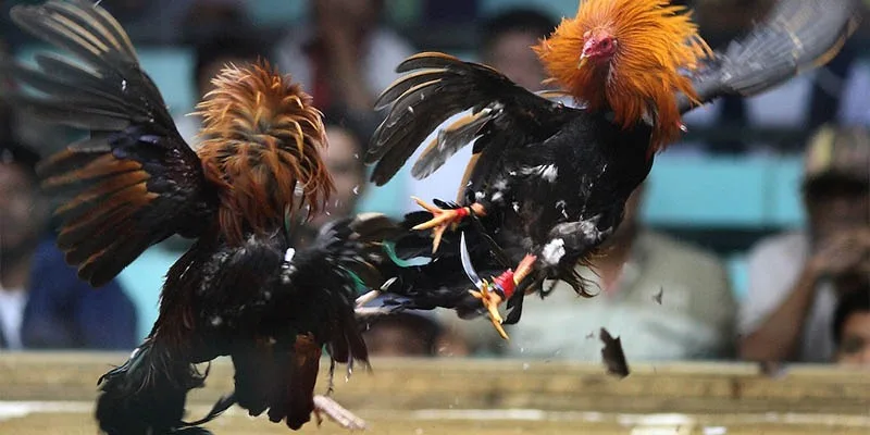 he-lo-quy-luat-choi-choi-ga-cua-sat-don-gian-cho-tan-binh