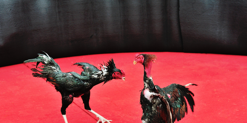 Tham gia cược đá gà Philippines cùng nhà cái