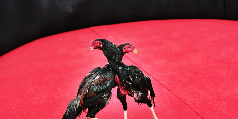 Cảm giác hồi hộp thực tế