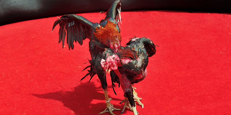 Cá cược hấp dẫn từ nhà cái